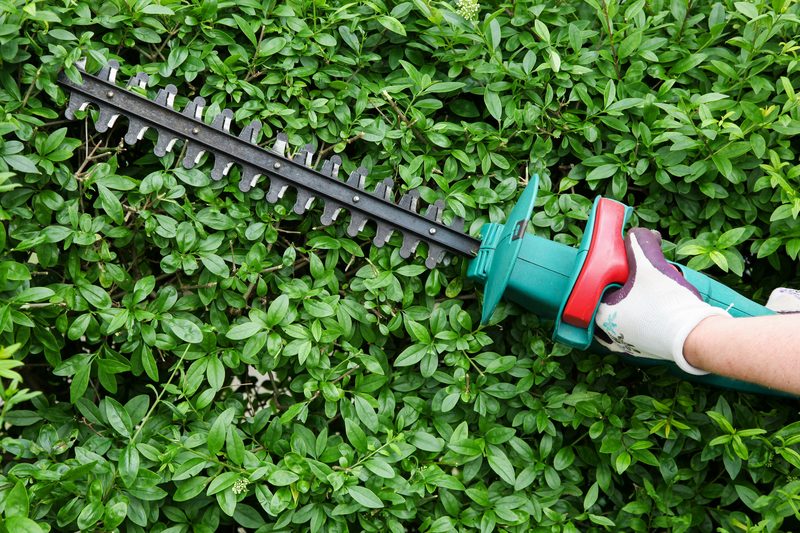 Heckenschere beim Schnitt einer grünen Hecke